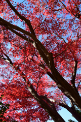 池付近の紅葉