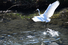 さあ、いずこへ