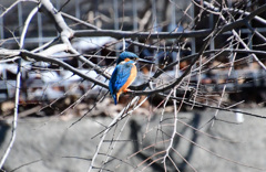 バックに雪あり