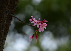 マメ桜再び