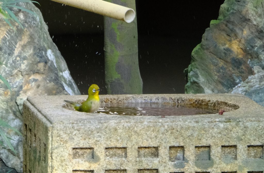 水浴びメジロ３