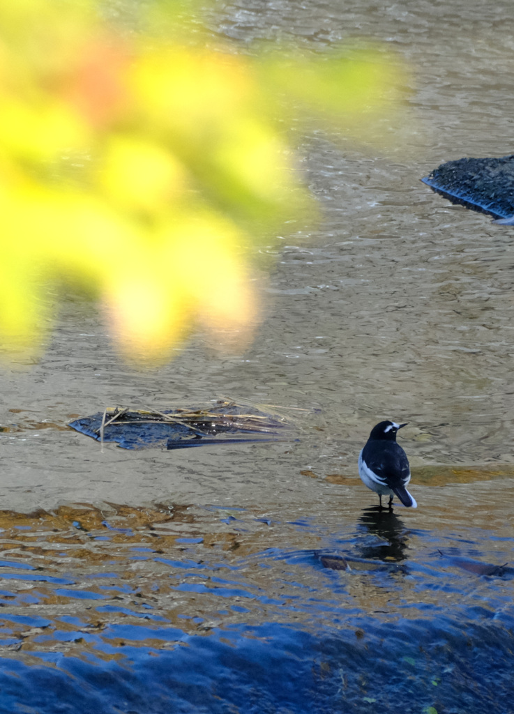 晩秋のセグロセキレイ