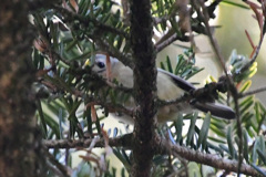 大トリミングで