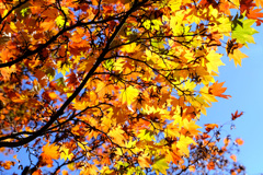 紅葉始まる (4)