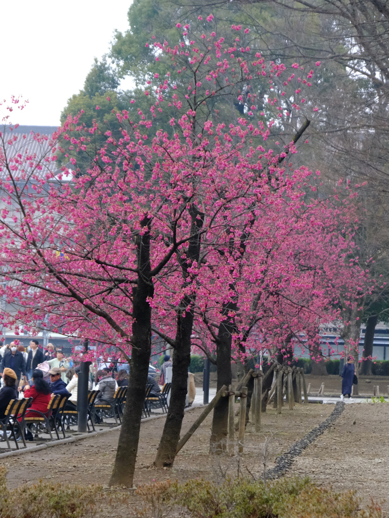 上野公園の寒緋桜
