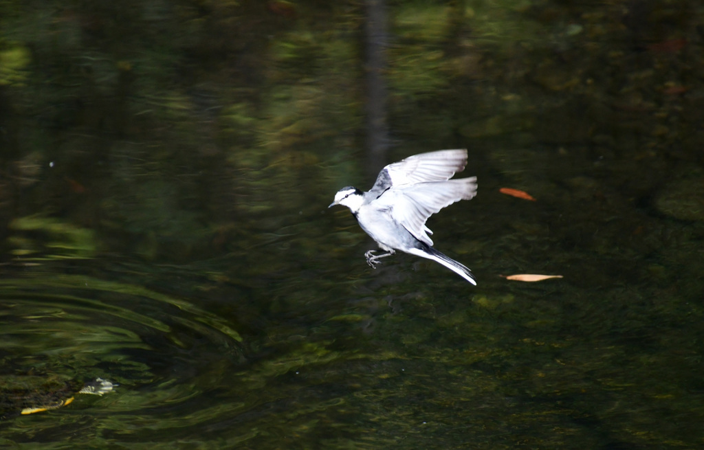 どこへいくのか