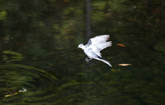 どこへいくのか