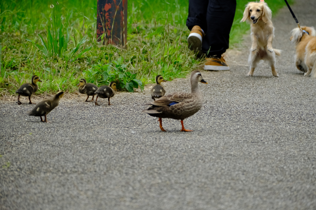 1犬との出会い