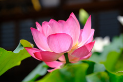 蜀紅蓮２