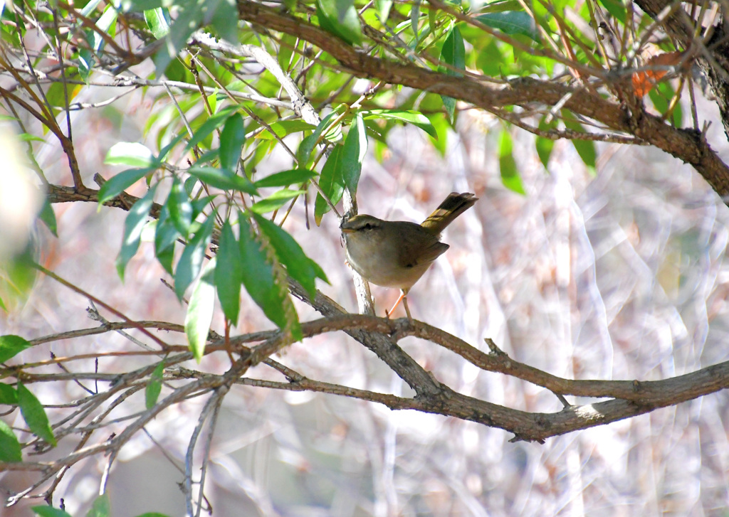 ウグイスみっけ