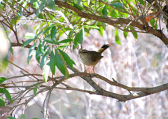 ウグイスみっけ