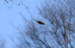 飛び出しました