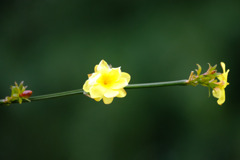 黄梅２