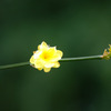 黄梅２