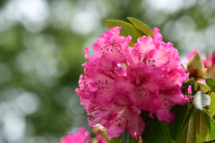 石楠花２