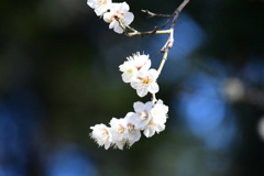 これはたくさん