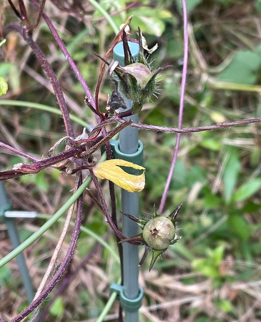 朝顔の種