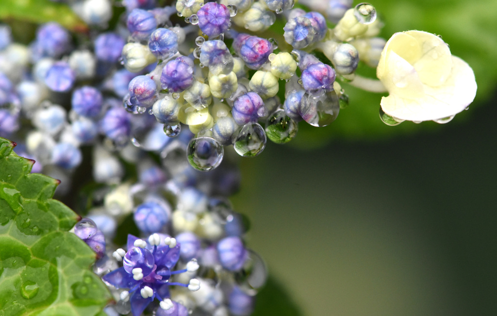 紫陽花水滴１