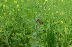 菜の花カワセミ