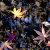 霜柱紅葉１
