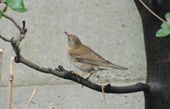 木に止まって