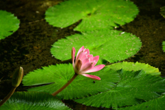 熱帯睡蓮
