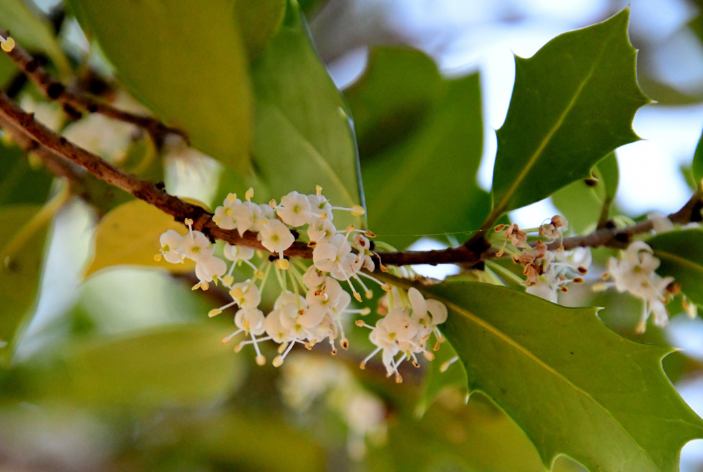 葉っぱはギザギザ