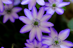 標準花１