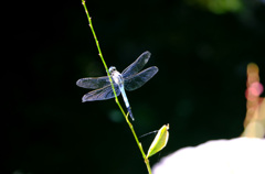 シオカラトンボのオス