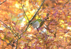 紅葉メジロ３
