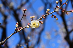 八重野梅２