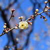 八重野梅２