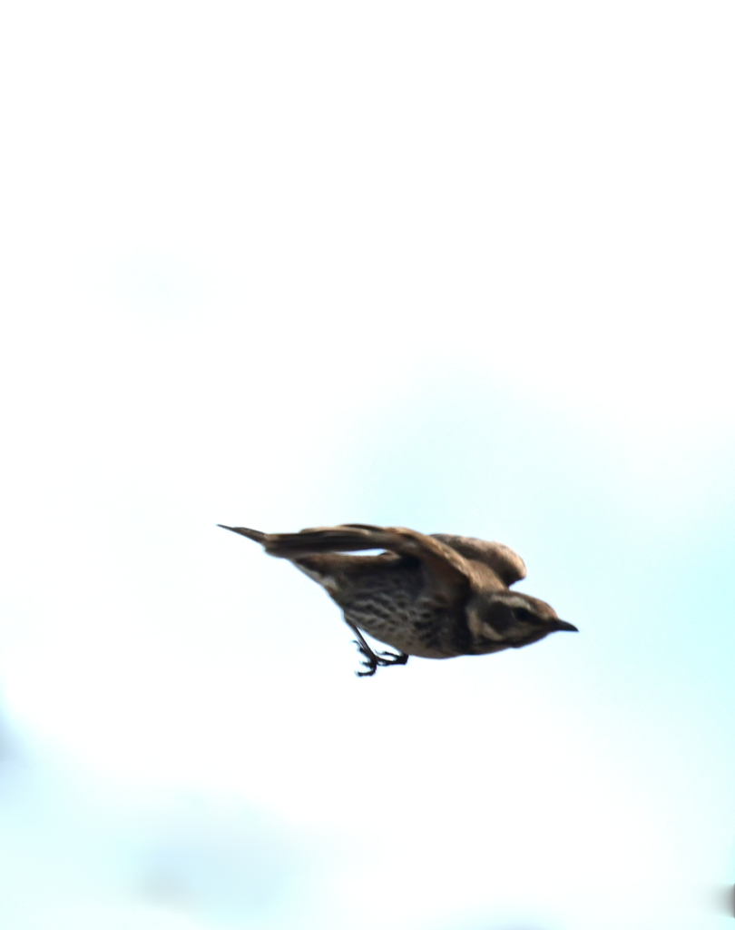 飛んできた