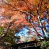 紅葉亭を見上げる