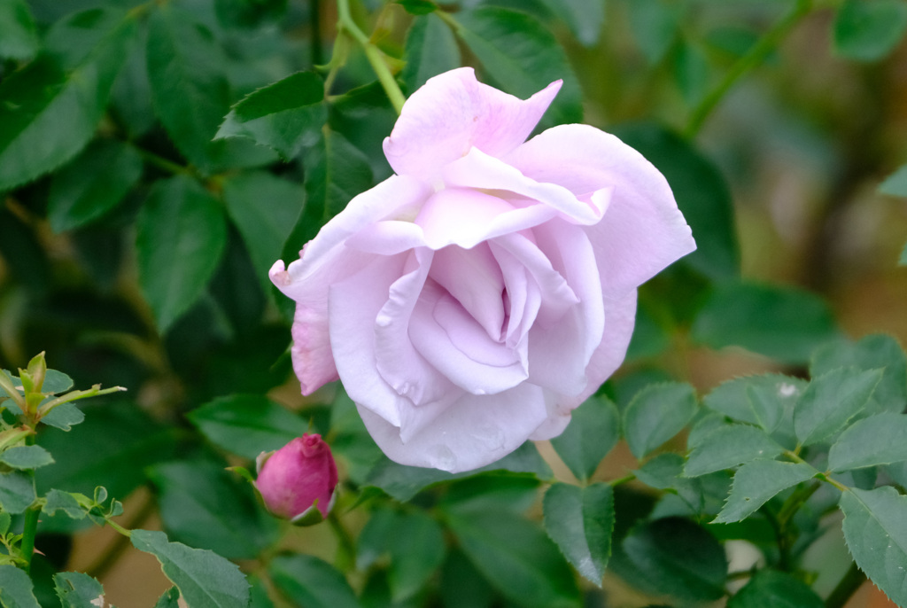 ブルーリボン（米）