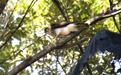 カラスに追われて