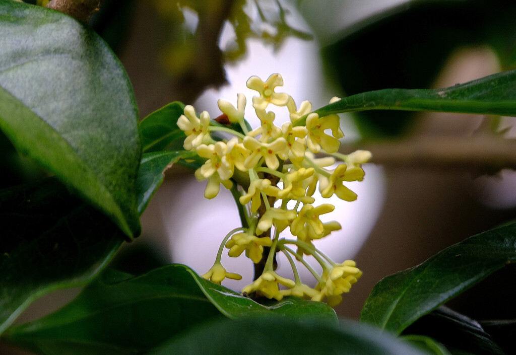 【参考】ウスギモクセイの花
