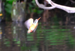 それいけ、カワセミ嬢！