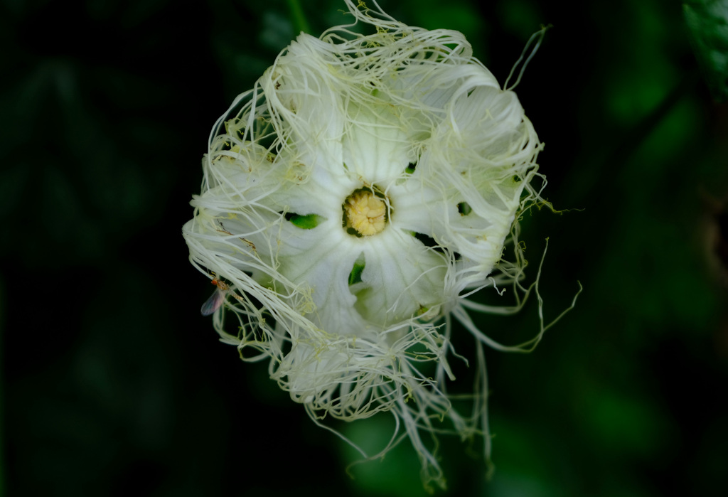 11時24分つぼんでいる