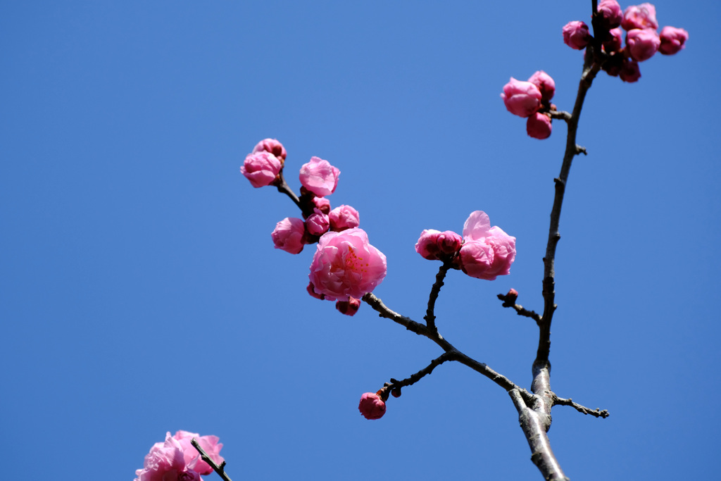 梅「楊貴妃」