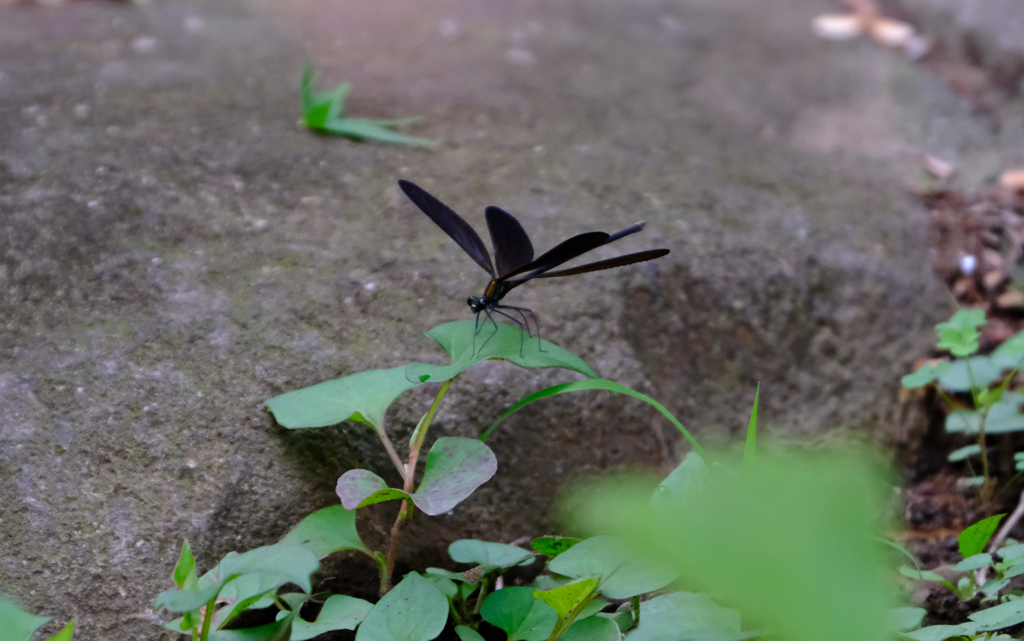 ハグロトンボ５