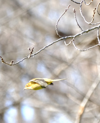 木の上から飛び降りた
