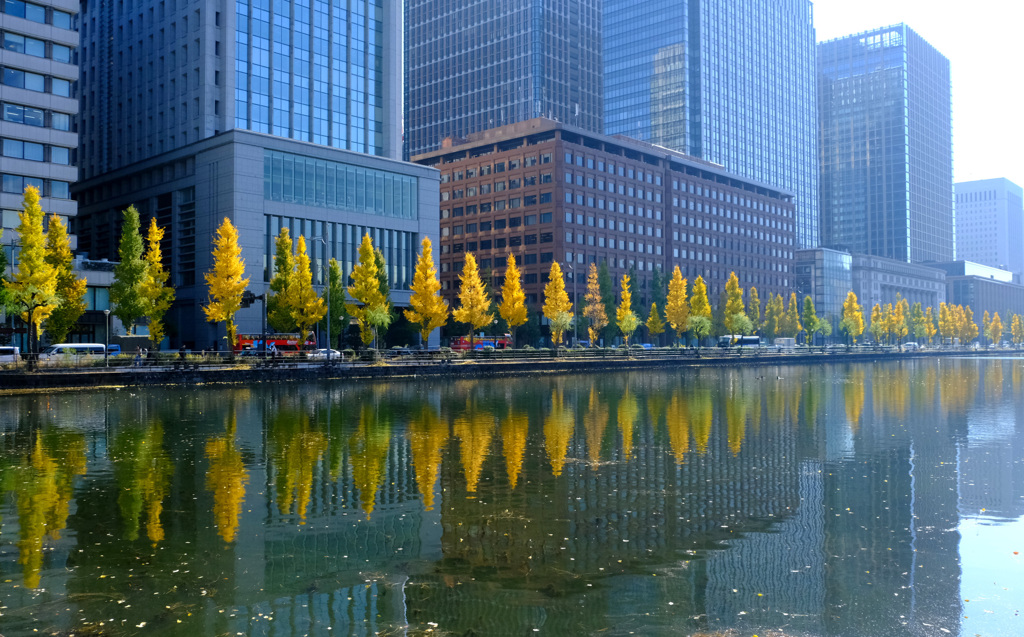お濠の銀杏並木