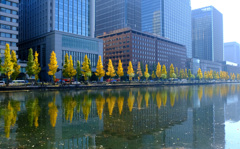 お濠の銀杏並木