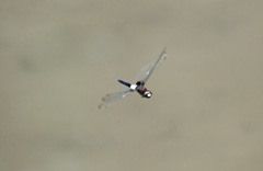 コシアキトンボ飛ぶ２