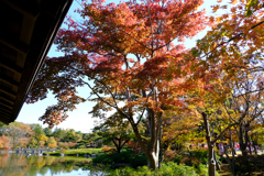 池のそばの紅葉