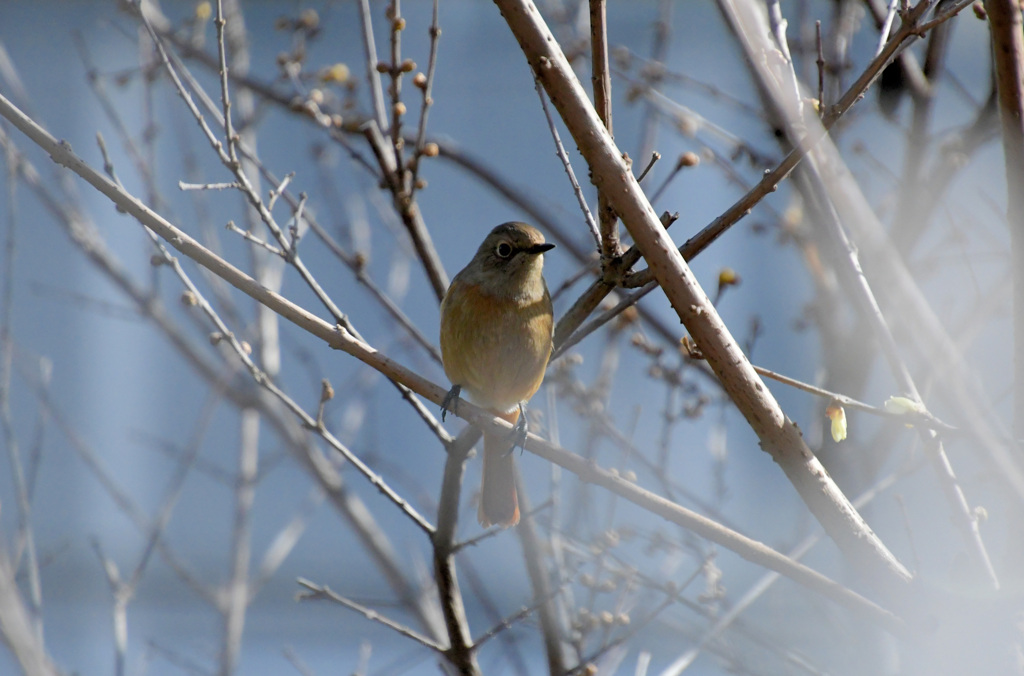 こちらをむいて