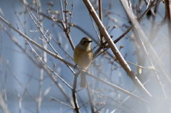 こちらをむいて