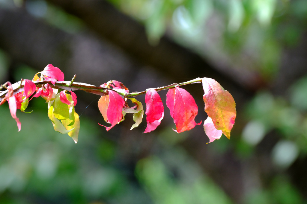 ニシキギの紅葉２