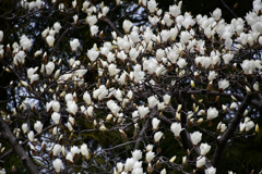 白木蓮たくさん咲いた